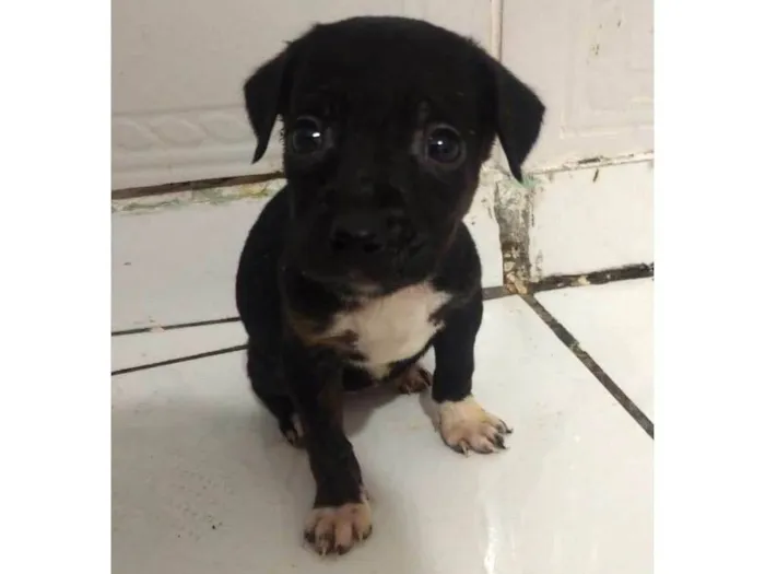 Cachorro raça SRD-ViraLata idade Abaixo de 2 meses nome Safira