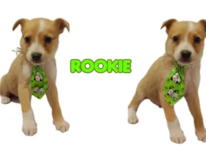 Cachorro raça  idade 2 a 6 meses nome Rookie