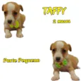 Cachorro raça  idade 2 a 6 meses nome Taffy