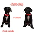 Cachorro raça  idade 2 a 6 meses nome Chelsea