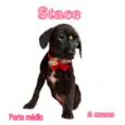 Cachorro raça  idade 2 a 6 meses nome Stace