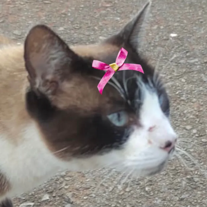 Gato ra a Mestica  idade 7 a 11 meses nome Charlotte 