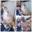 Lilika