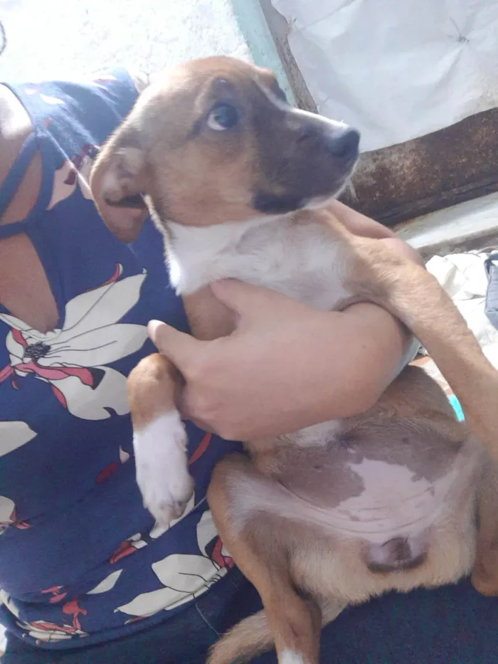 Cachorro ra a SRD idade 2 a 6 meses nome Lilika