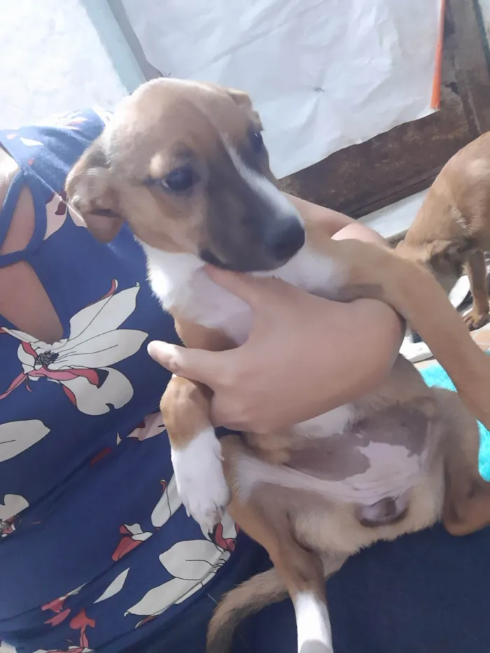 Cachorro ra a SRD idade 2 a 6 meses nome Lilika