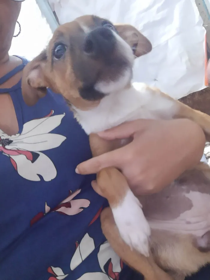 Cachorro ra a SRD idade 2 a 6 meses nome Lilika