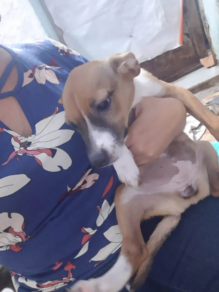 Cachorro ra a SRD idade 2 a 6 meses nome Lilika