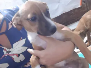 Cachorro raça SRD idade 2 a 6 meses nome Lilika