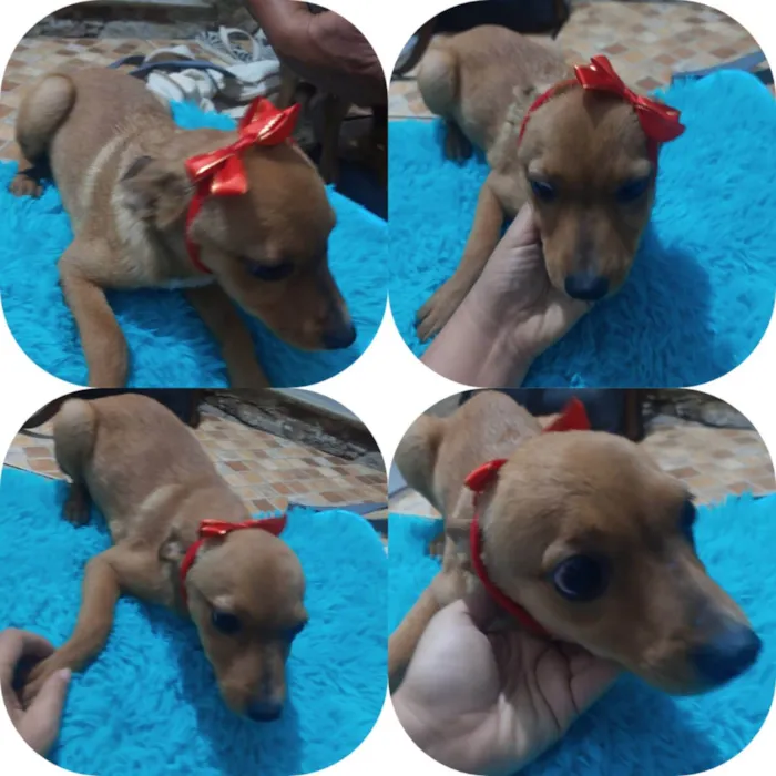 Cachorro ra a SRD idade 2 a 6 meses nome Juju