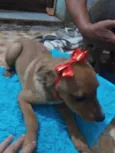 Juju