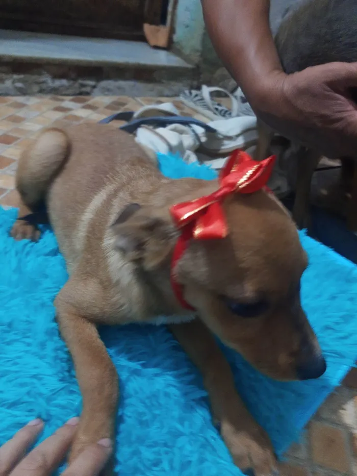 Cachorro ra a SRD idade 2 a 6 meses nome Juju