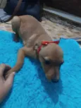 Juju