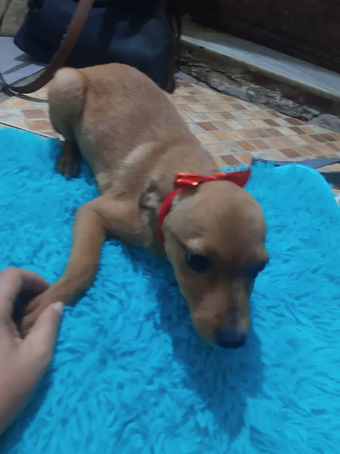 Cachorro ra a SRD idade 2 a 6 meses nome Juju