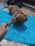 Juju