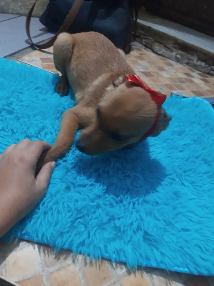 Cachorro ra a SRD idade 2 a 6 meses nome Juju