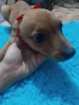 Juju