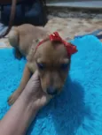 Juju