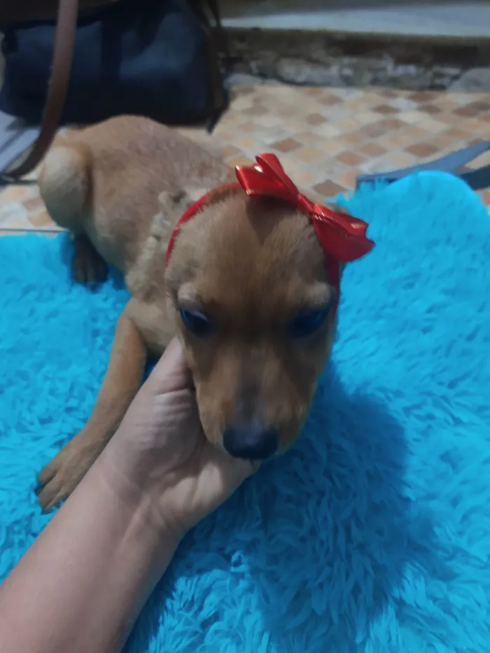 Cachorro ra a SRD idade 2 a 6 meses nome Juju