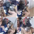 Loly