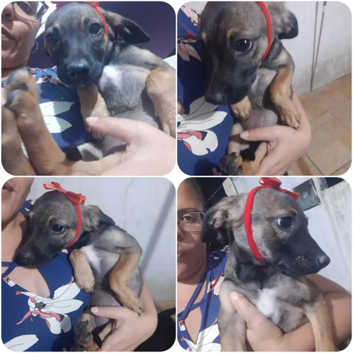 Cachorro ra a SRD idade 2 a 6 meses nome Loly