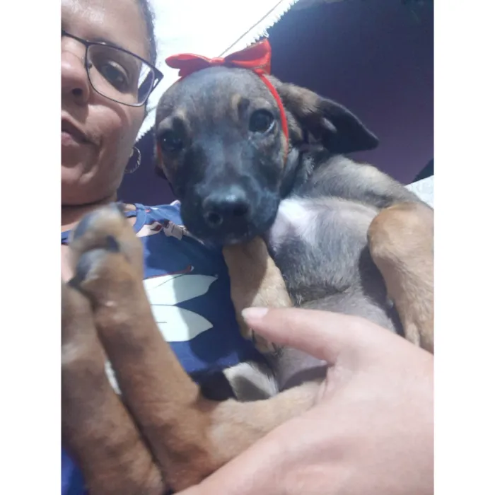 Cachorro ra a SRD idade 2 a 6 meses nome Loly