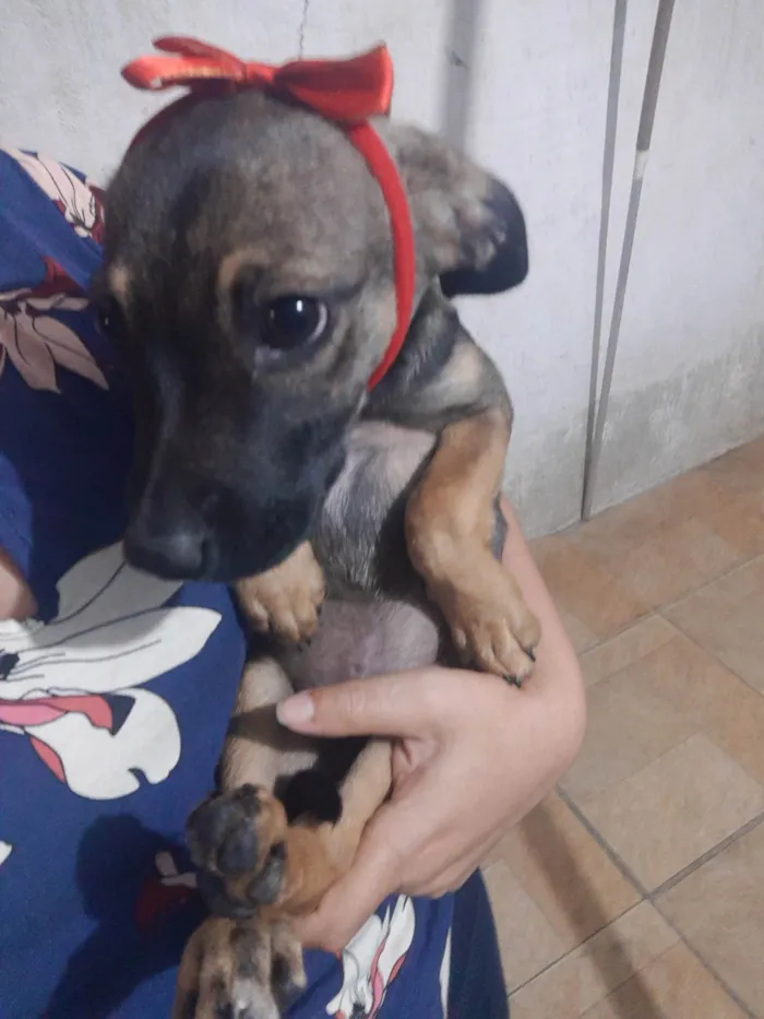 Cachorro ra a SRD idade 2 a 6 meses nome Loly