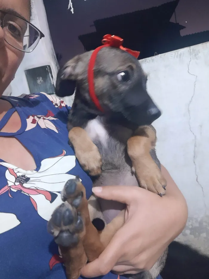 Cachorro ra a SRD idade 2 a 6 meses nome Loly