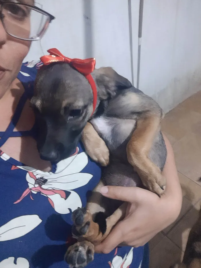 Cachorro ra a SRD idade 2 a 6 meses nome Loly