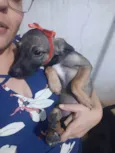 Loly