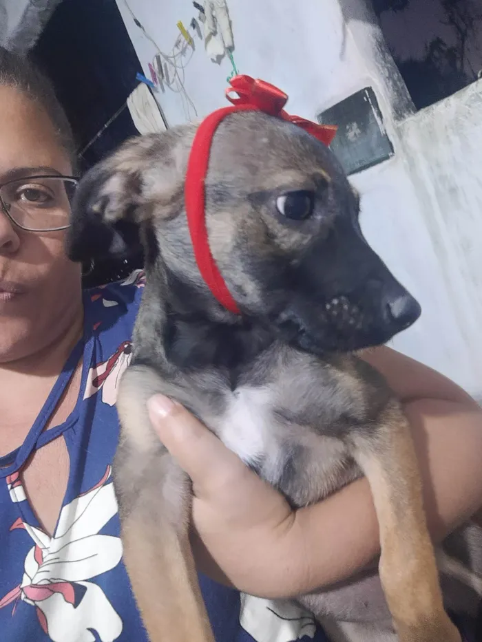 Cachorro ra a SRD idade 2 a 6 meses nome Loly