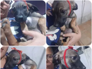 Cachorro raça SRD idade 2 a 6 meses nome Loly