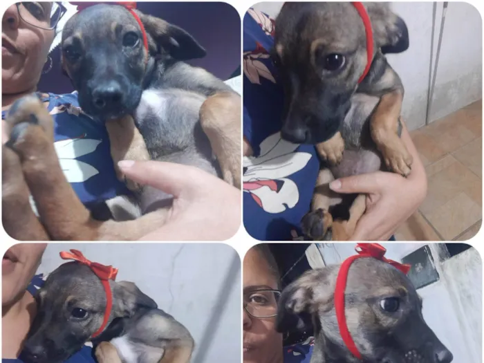 Cachorro ra a SRD idade 2 a 6 meses nome Loly
