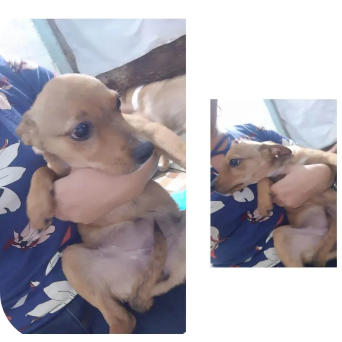 Cachorro ra a SRD idade 2 a 6 meses nome Lia