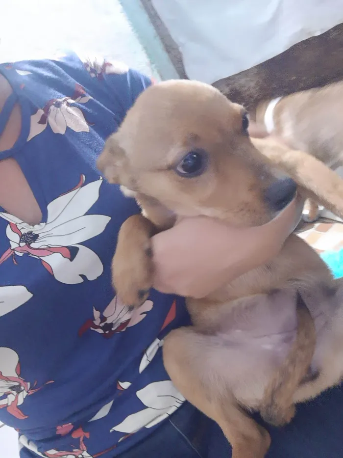 Cachorro ra a SRD idade 2 a 6 meses nome Lia