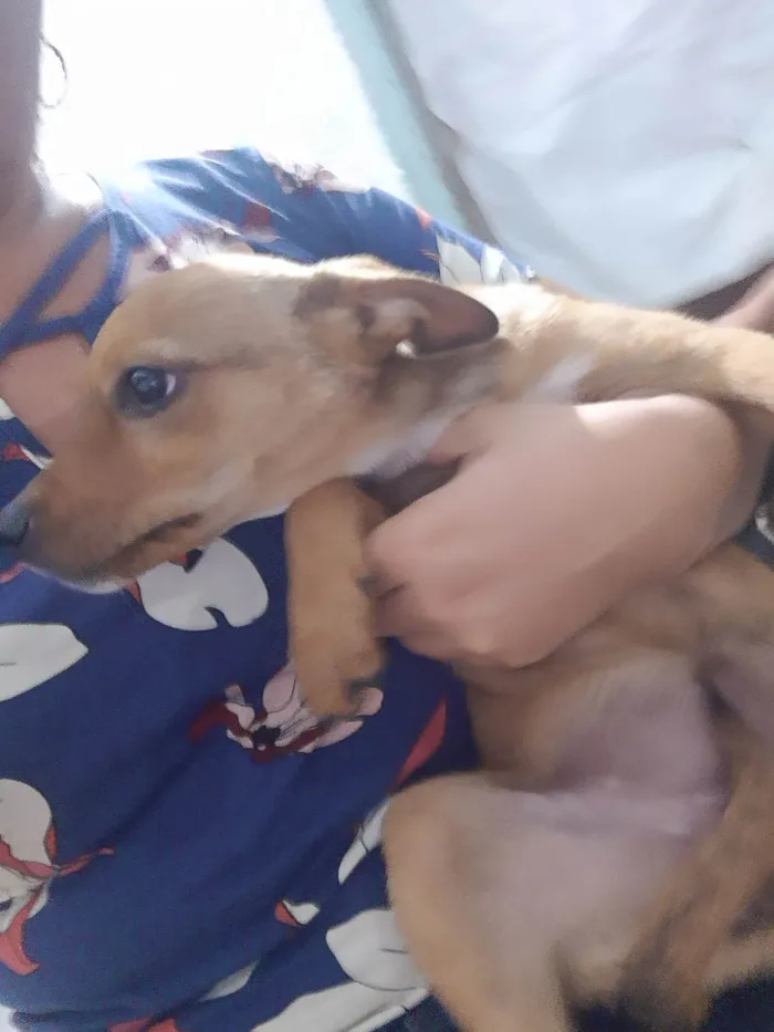 Cachorro ra a SRD idade 2 a 6 meses nome Lia