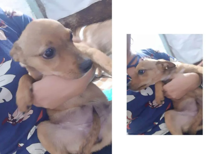 Cachorro ra a SRD idade 2 a 6 meses nome Lia