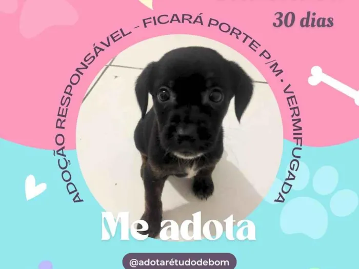 Cachorro raça SRD-ViraLata idade Abaixo de 2 meses nome Esmeralda