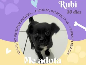 Cachorro raça SRD-ViraLata idade Abaixo de 2 meses nome Rubi