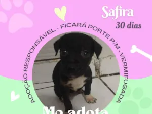 Cachorro raça SRD-ViraLata idade Abaixo de 2 meses nome Safira