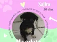 Cachorro raça SRD-ViraLata idade Abaixo de 2 meses nome Safira