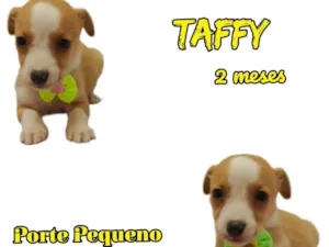 Cachorro raça  idade 2 a 6 meses nome Taffy
