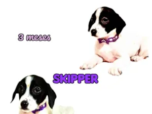 Cachorro raça  idade 2 a 6 meses nome Skipper