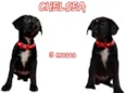 Cachorro raça  idade 2 a 6 meses nome Chelsea