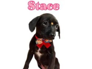Cachorro raça  idade 2 a 6 meses nome Stace