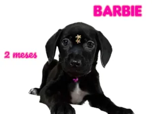 Cachorro raça  idade 2 a 6 meses nome Barbie