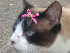Gato raça Mestica  idade 7 a 11 meses nome Charlotte 