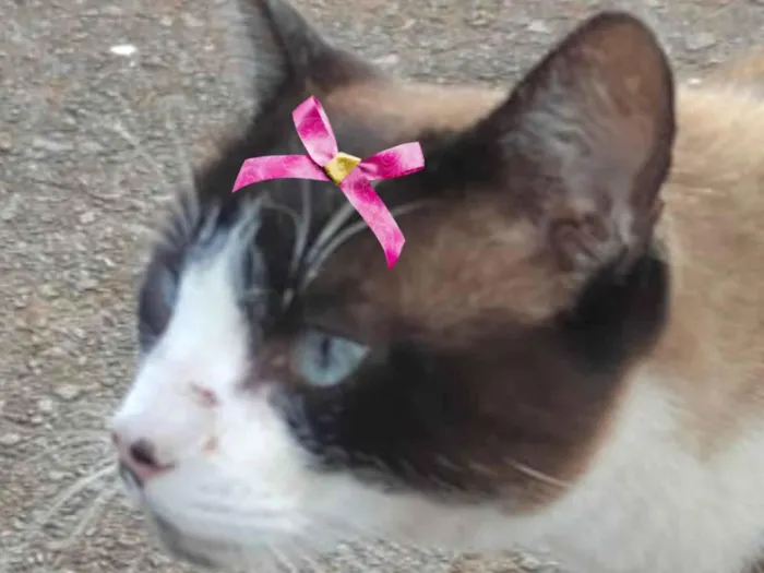 Gato ra a Mestica  idade 7 a 11 meses nome Charlotte 