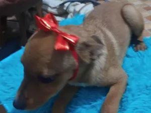 Cachorro raça SRD idade 2 a 6 meses nome Juju