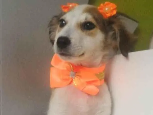 Cachorro raça SRD-ViraLata idade 2 a 6 meses nome LARA