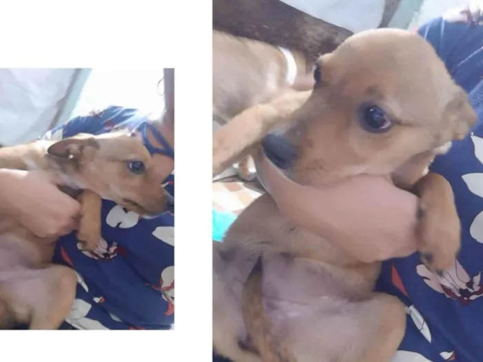 Cachorro ra a SRD idade 2 a 6 meses nome Lia
